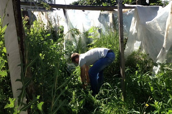 Берегівські поліцейські ліквідували плантацію коноплі, яку вирощував місцевий мешканець – 03
