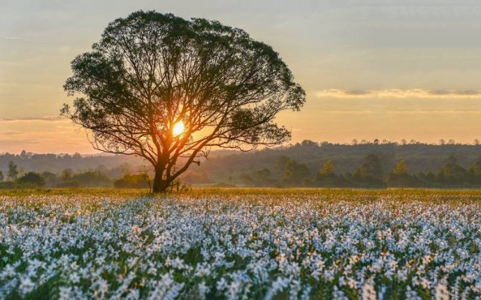 Схід сонця над Долиною нарцисів: у мережі показали неймовірні фото – 05