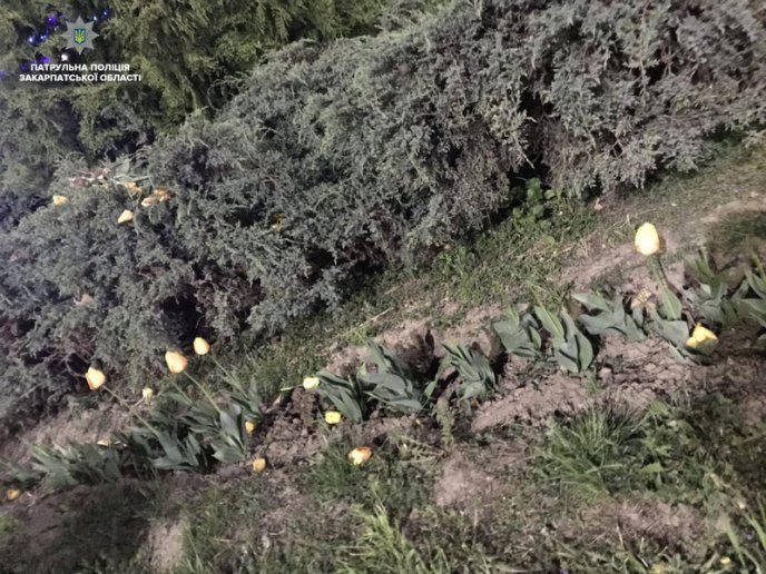 Патрульні піймали хлопця, який виривав квіти на клумбах – 03