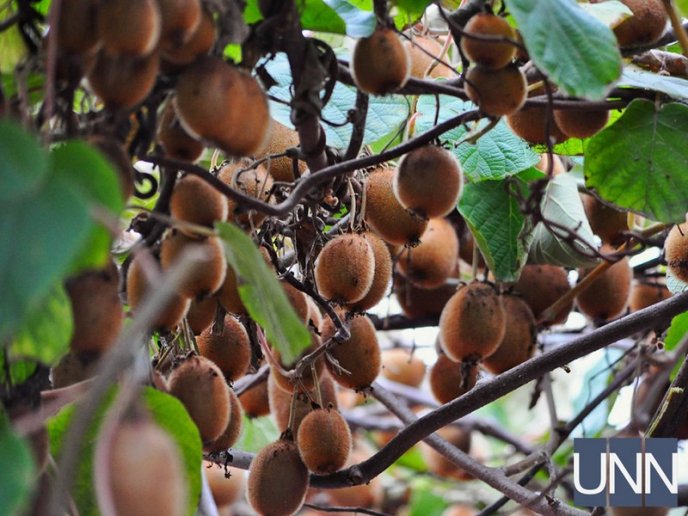 На Закарпатті почали збирати врожай унікального сорту ківі – 03