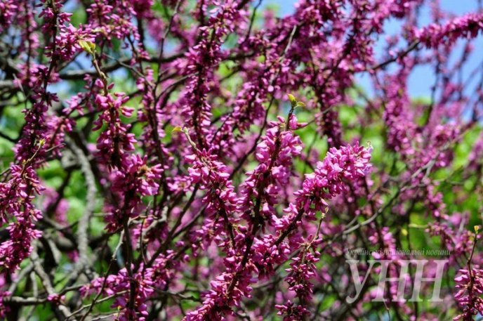 Напередодні Великодня в Ужгороді розквітло Іудине дерево – 09