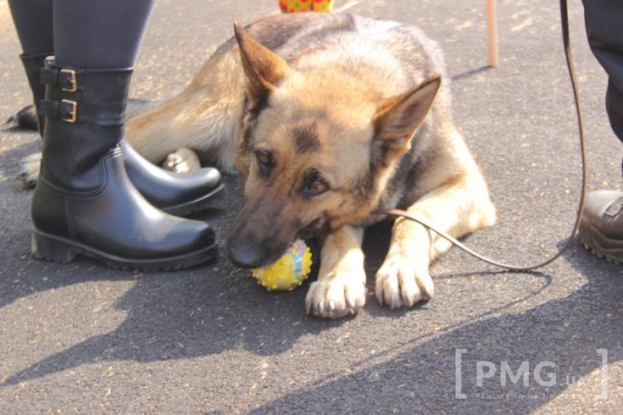 Збірна Франції перемогла на чемпіонаті світу зі слідової роботи службових собак – 28