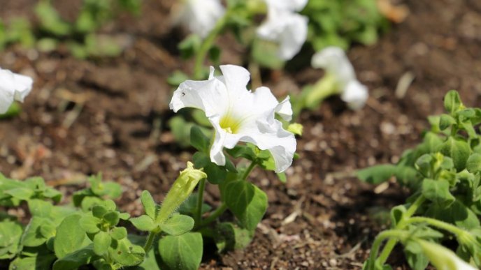 У центрі Мукачева висадили сотні квітів – 03