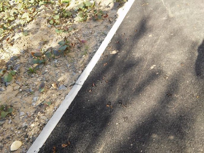 Ще на одній вулиці Мукачева асфальт проріс травою – 02