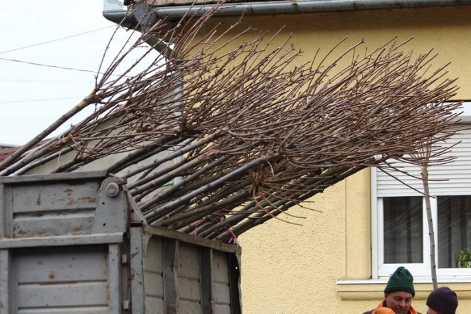 У Мукачеві висаджують кленову алею – 08