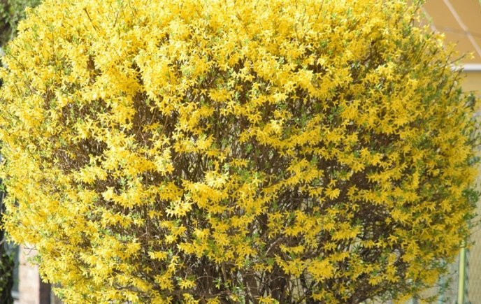 Вишні, магнолії, сакури: із кожним днем в Ужгороді квітне дедалі більше дерев – 11