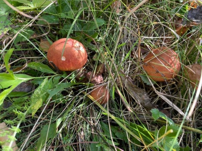 Грибний бум на Закарпатті: де зараз збирають найбільше грибів – 07