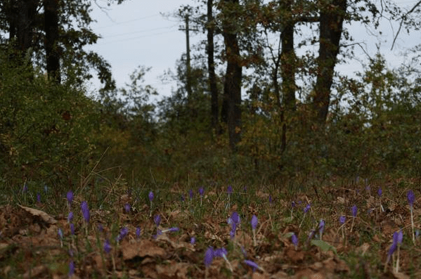 На Закарпатті розцвіли рідкісні квіти – 02