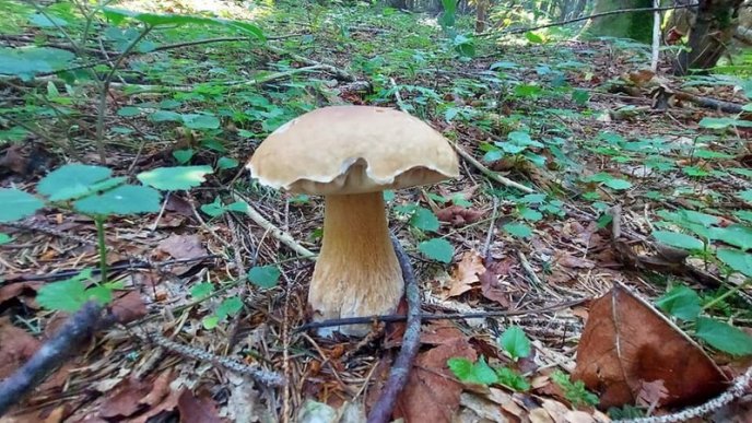 Тихе полювання: де на Закарпатті вже збирають гриби – 08