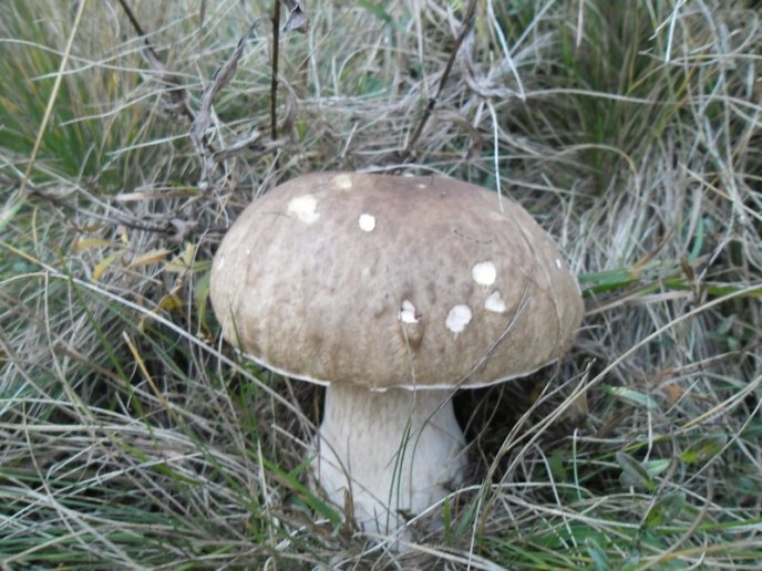 У лісах Закарпаття збирають щедрий грибний урожай – 27