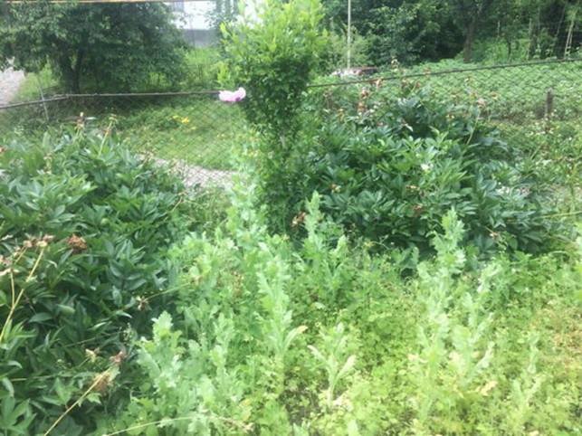 Жителька Виноградівщини незаконно вирощувала снодійний мак – 01