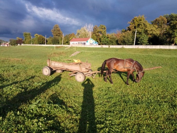 Муніципали складають протоколи на мукачівців, які випасають коней на зелених зонах – 03