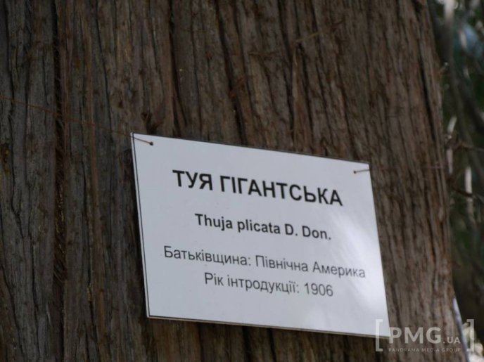 В Ужгороді чиновники посадили два екзотичні дерева – 10