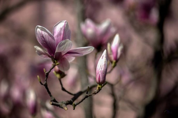Краса в Ужгороді: у місті розцвіли магнолії – 03