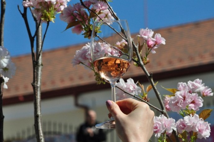 Сьогодні в Ужгороді розпочався дводенний фестиваль «Sakura Wine» – 23