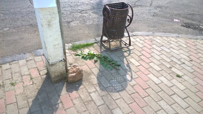 У центрі Іршави колишній священнослужитель поламав дерева – 02