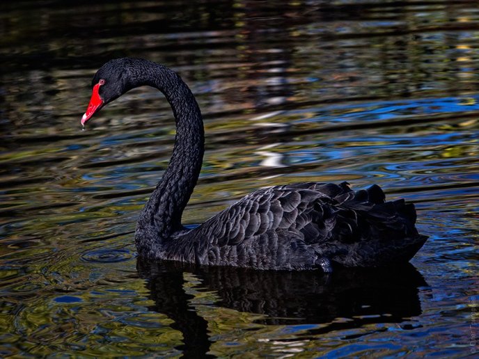 На фермі біля Мукачева живуть чорні лебеді неймовірної краси (ФОТО) – 04