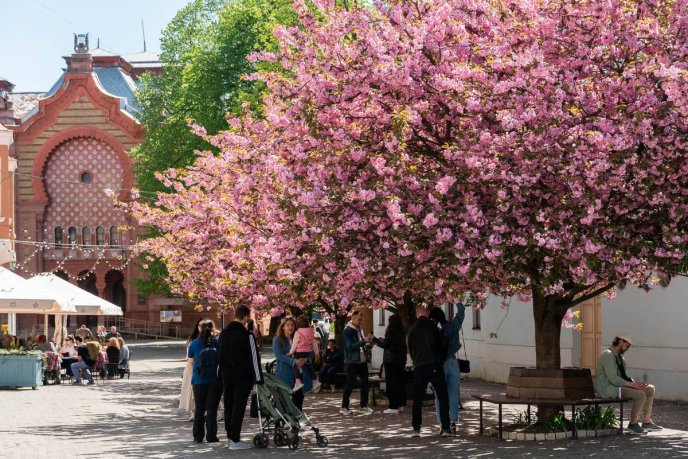 В Ужгороді пік цвітіння сакур: фото, які заворожують красою – 06 В Ужгороді пік цвітіння сакур: фото, які заворожують красою – 06