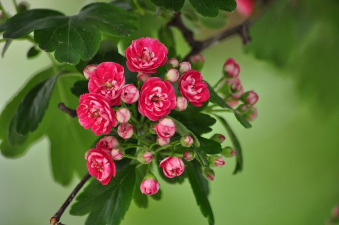 Центр Ужгорода знову стає рожевим: на вулиці Корятовича розквітає глід – 05