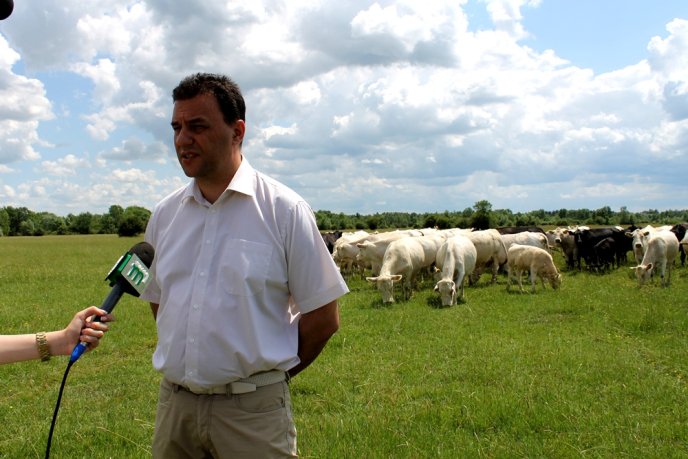 На Закарпаття завезли французьких корів – 10