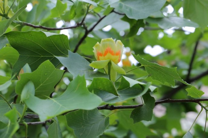 Тюльпанові дерева вже квітнуть у Мукачеві – 01