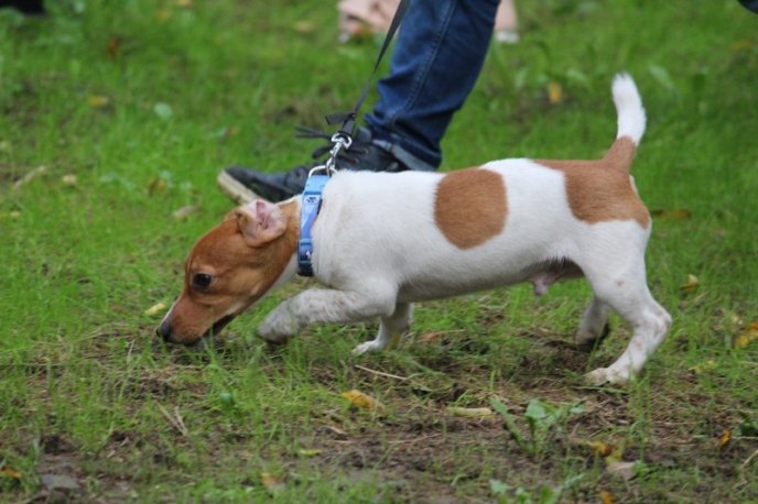 В Ужгород привезли понад 150 собак із різних областей України – 14