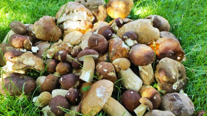 Грибний сезон у розпалі: в яких районах Закарпаття вже збирають гриби – 04