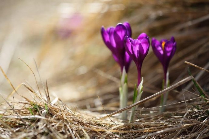 На Рахівщині зацвів рідкісний вид рослин, занесений до Червоної книги – 03