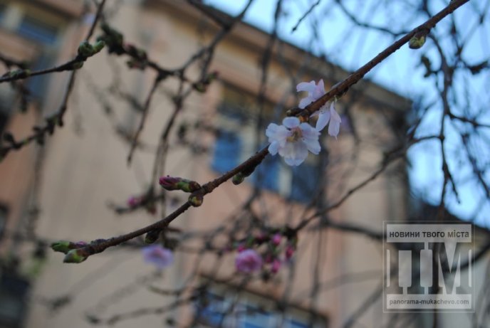У Мукачеві розцвіла перша сакура (ФОТО) – 04