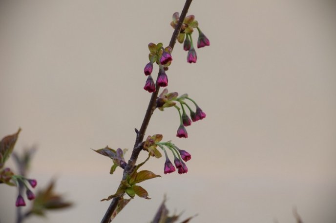Вишні, магнолії, сакури: із кожним днем в Ужгороді квітне дедалі більше дерев – 18