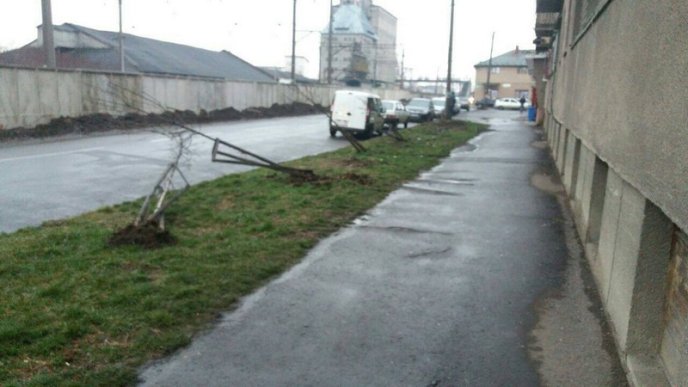 Вночі у Мукачеві вандали наробили біди: пошкодили молоді саджанці дерев – 01