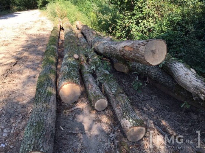 Чергову вирубку лісу виявили у мікрорайоні "Шипка", що у Мукачеві – 01