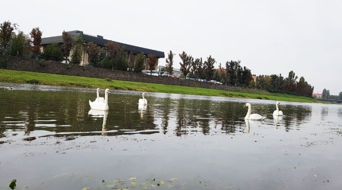 В Ужгород прилетіли семеро "пернатих" гостей – 02