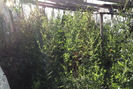 Берегівські поліцейські ліквідували плантацію коноплі, яку вирощував місцевий мешканець – 02