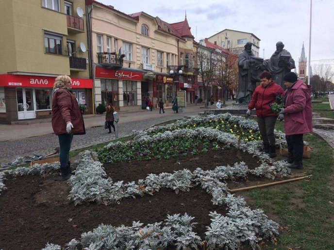 У центрі Мукачева комунальники висадили морозостійкі квіти – 01