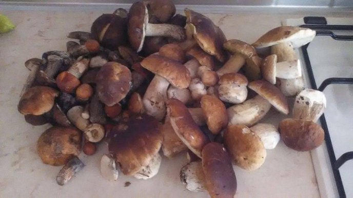 У лісах Закарпаття збирають щедрий грибний урожай – 32