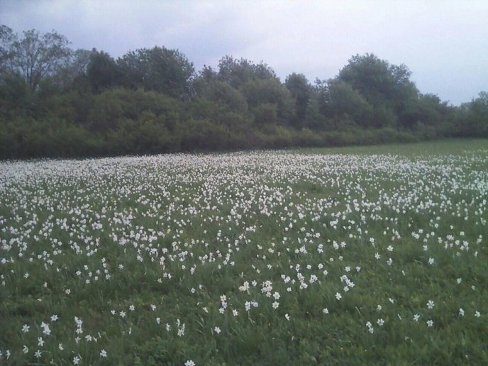 На Хустщині почала цвісти Долина нарцисів – 06