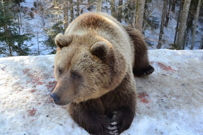 Соцмережі підкорюють фото ведмедів із Синевиру – 09 Соцмережі підкорюють фото ведмедів із Синевиру – 09