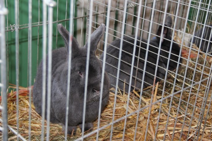 Найкрасивіших кролів показали ужгородцям (ФОТО) – 05