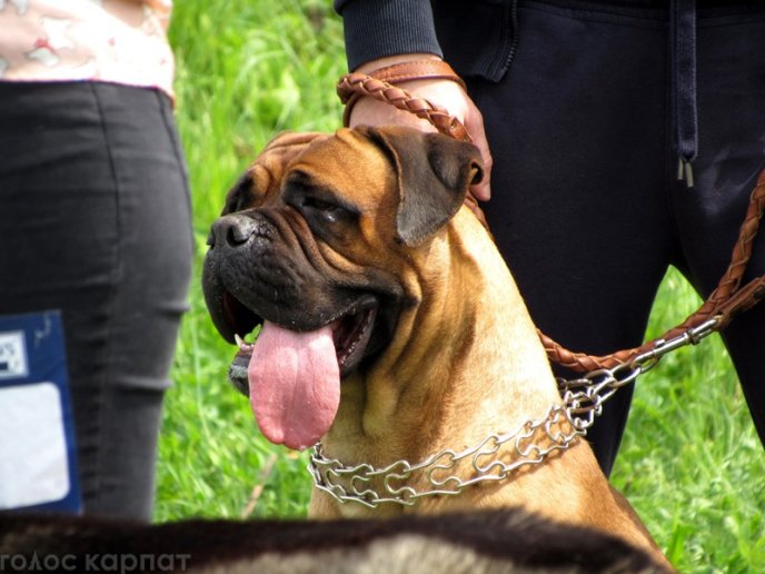 У Мукачеві відбулася масштабна виставка собак – 02