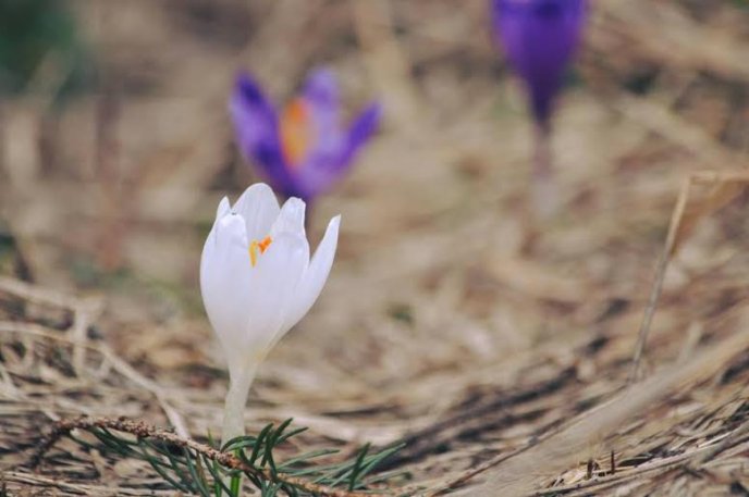 На Рахівщині зацвів рідкісний вид рослин, занесений до Червоної книги – 01