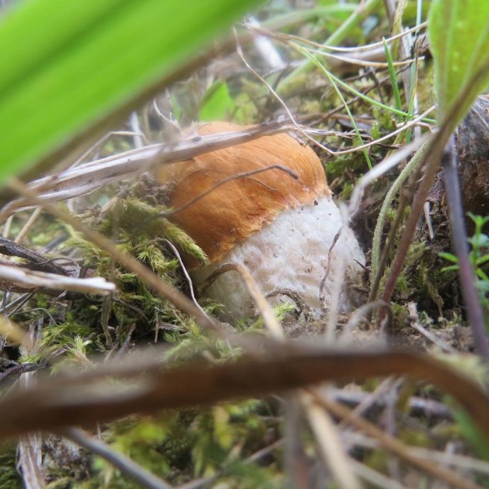 На Закарпатті почався осінній сезон грибів – 03