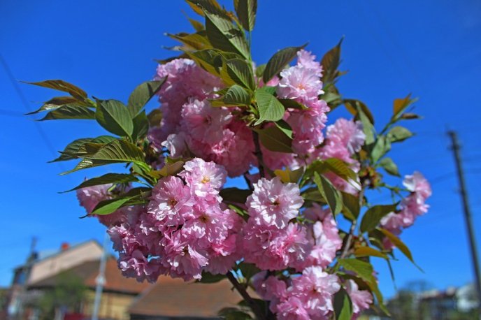 Неймовірна краса: у Мукачеві квітне найдовша алея сакур на Закарпатті – 16