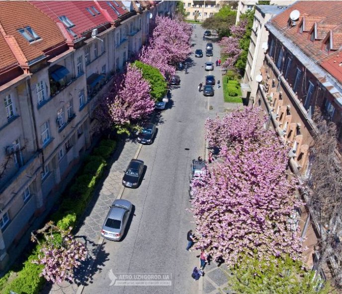 Ужгородські сакури сфотографували з висоти пташиного польоту – 04