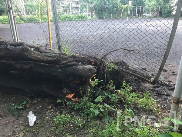 У мікрорайоні "Пентагон" у Мукачеві дерево впало на автомобіль – 06