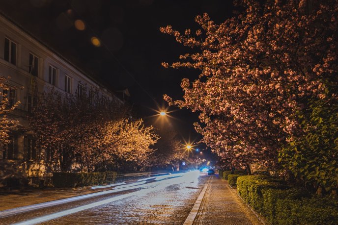 Сакури в Ужгороді: де знайти найкрасивіші дерева (мапа) – 01
