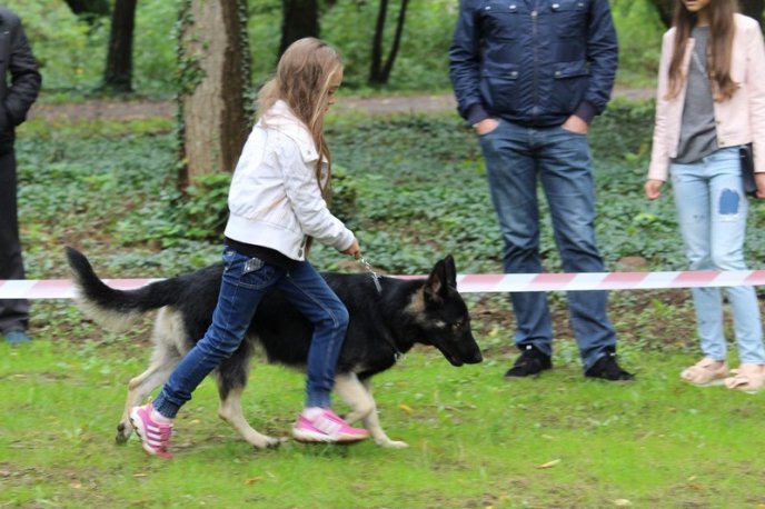 В Ужгород привезли понад 150 собак із різних областей України – 15