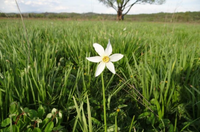 В Долині нарцисів зацвіли перші квіти – 01