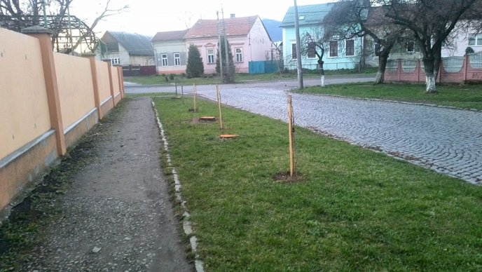 Новий інцидент: мукачівські комунальники зрізали сакури по вулиці Філатова (ФОТО) – 03