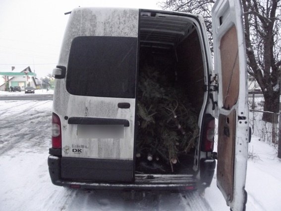 Поліцейські Воловеччини затримали чоловіка, який заперечує свою причетність до рубки ялинок – 01